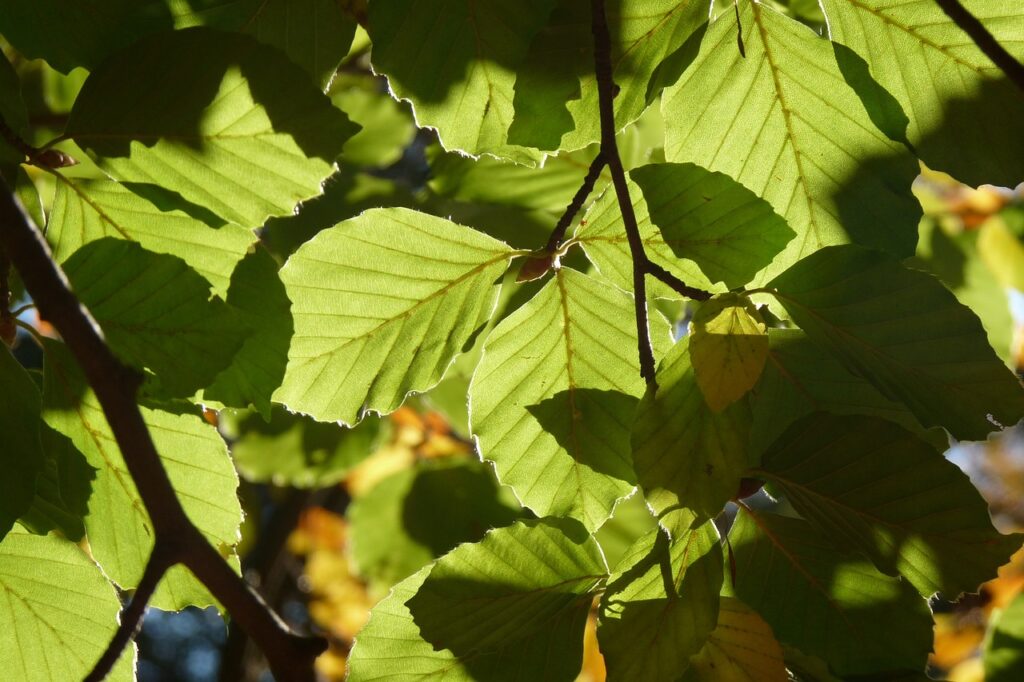 beautiful leaves, green and yellow, good camera-4919206.jpg