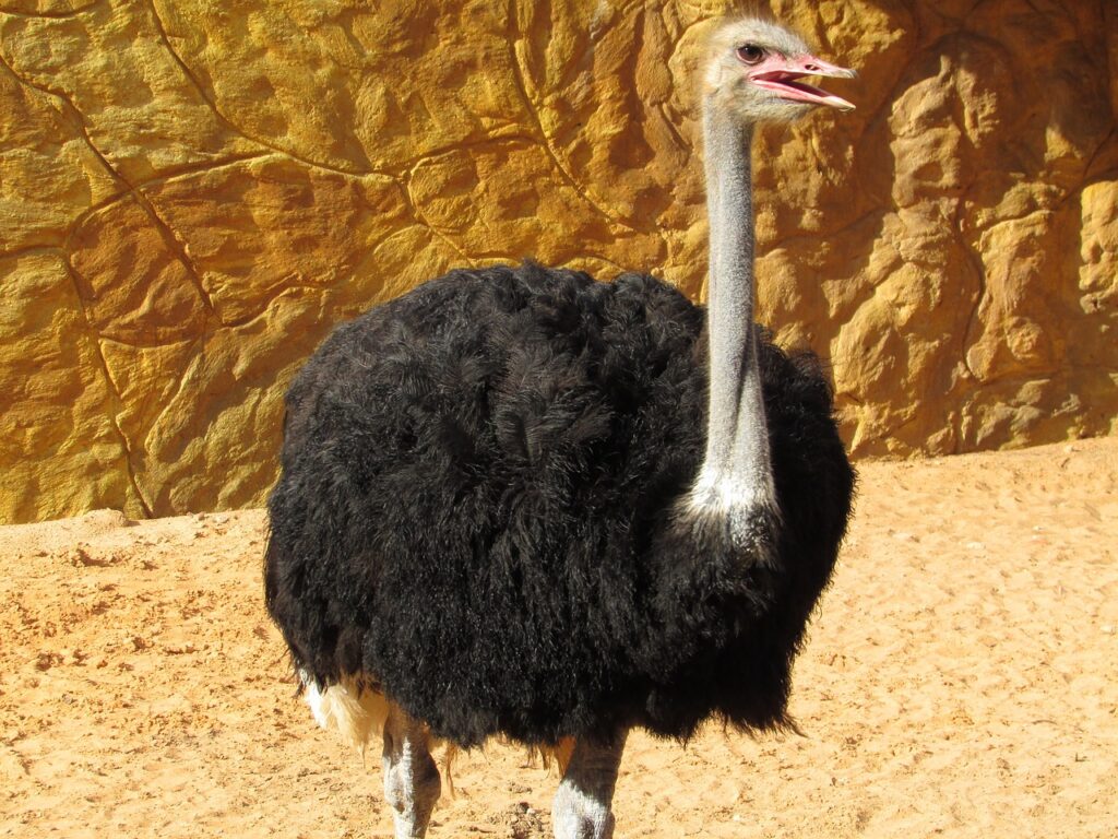 ostrich, animal, giant bird-2671363.jpg