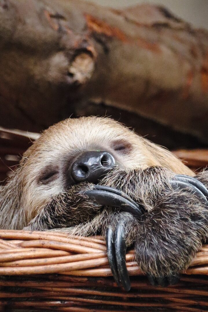 sloth, mammal, animal-6769020.jpg