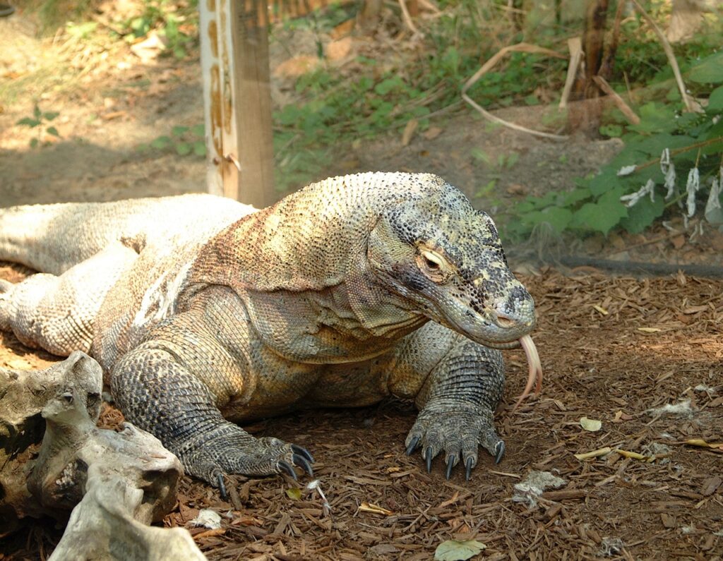 komodo dragon, lizard, reptile-1291969.jpg