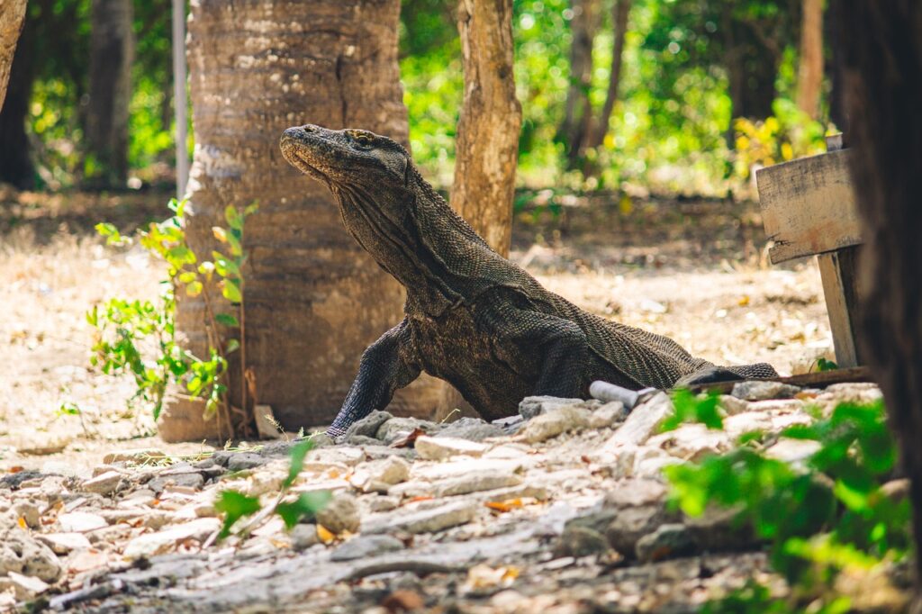 komodo, reptile, lizard-7287985.jpg